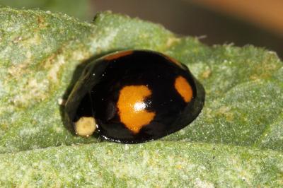 <i>Harmonia axyridis</i>