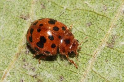 <i>Subcoccinella vigintiquatuorpunctata</i>