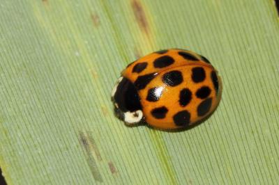 <i>Harmonia axyridis</i>