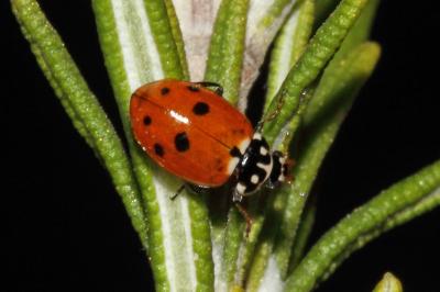 <i>Hippodamia variegata</i>