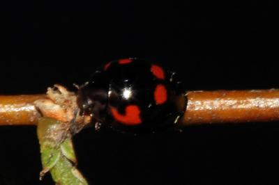 <i>Exochomus quadripustulatus</i>