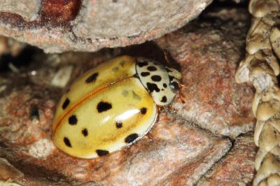<i>Harmonia quadripunctata</i>