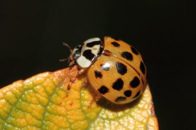 <i>Harmonia axyridis</i>