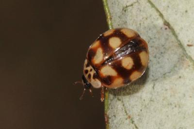 <i>Adalia decempunctata</i>