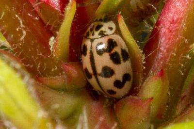 <i>Oenopia conglobata</i>