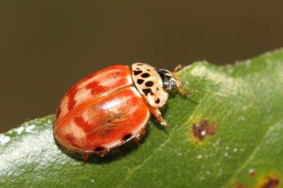 <i>Harmonia quadripunctata</i>