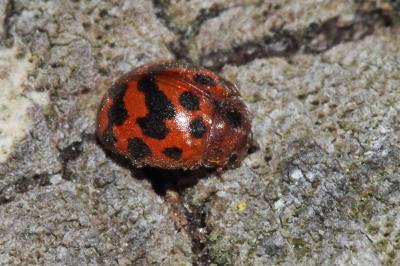 <i>Subcoccinella vigintiquatuorpunctata</i>