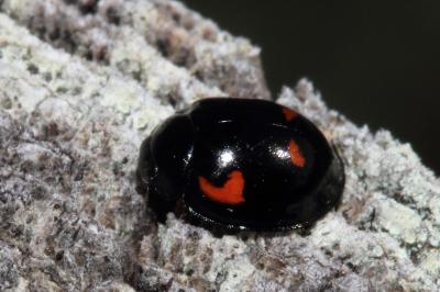 <i>Exochomus quadripustulatus</i>