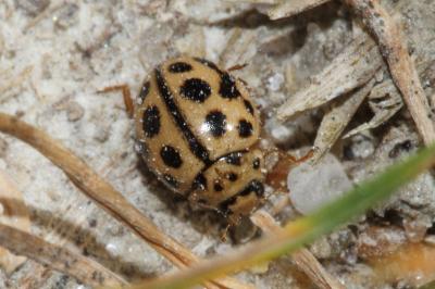 <i>Tytthaspis sedecimpunctata</i>