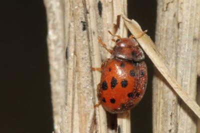 <i>Subcoccinella vigintiquatuorpunctata</i>