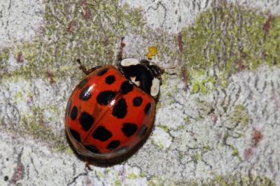 <i>Harmonia axyridis</i>