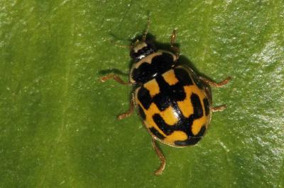 <i>Propylea quatuordecimpunctata</i>