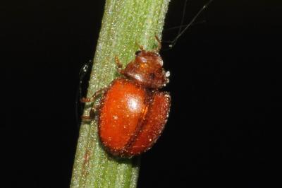 Subcoccinella vigintiquatuorpunctata