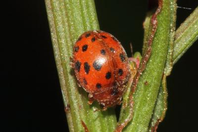 <i>Subcoccinella vigintiquatuorpunctata</i>