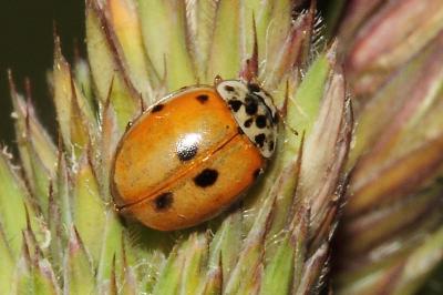 <i>Adalia decempunctata</i>