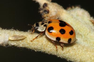 <i>Adalia decempunctata</i>