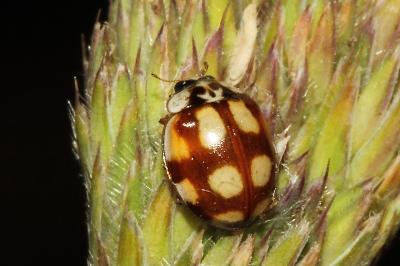 <i>Adalia decempunctata</i>