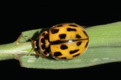 <i>Propylea quatuordecimpunctata</i>