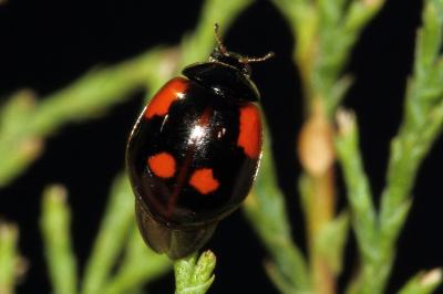 <i>Adalia bipunctata</i>