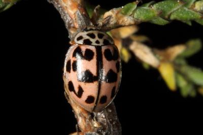 <i>Oenopia conglobata</i>