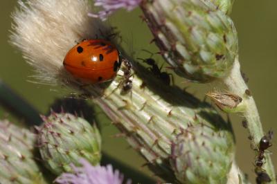 <i>Coccinella septempunctata</i>