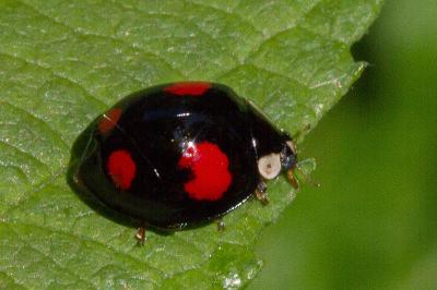 <i>Harmonia axyridis</i>