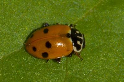 <i>Hippodamia variegata</i>