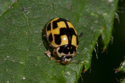 <i>Propylea quatuordecimpunctata</i>