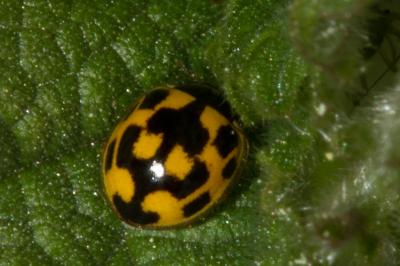 <i>Propylea quatuordecimpunctata</i>