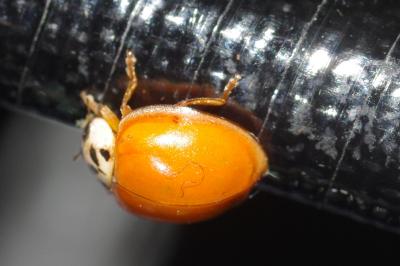 <i>Harmonia axyridis</i>