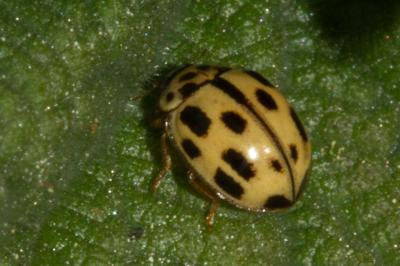 <i>Propylea quatuordecimpunctata</i>