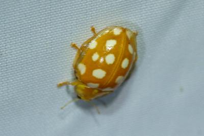 <i>Halyzia sedecimguttata</i>