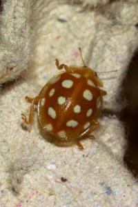 <i>Halyzia sedecimguttata</i>
