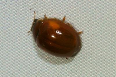 <i>Adalia decempunctata</i>