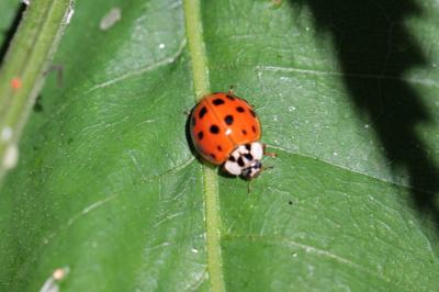 <i>Harmonia axyridis</i>