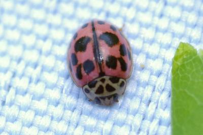 <i>Oenopia conglobata</i>