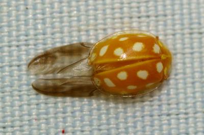 <i>Halyzia sedecimguttata</i>