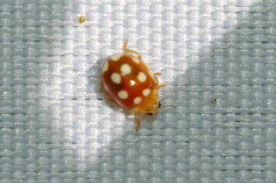 <i>Vibidia duodecimguttata</i>