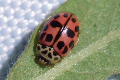<i>Oenopia conglobata</i>