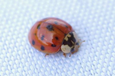 <i>Harmonia axyridis</i>