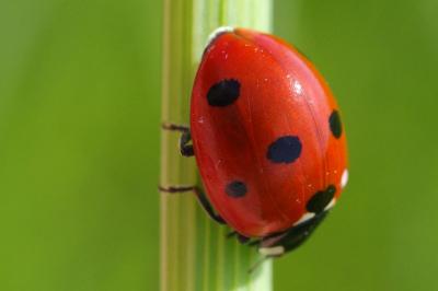<i>Coccinella septempunctata</i>