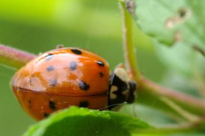 <i>Harmonia axyridis</i>