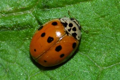 <i>Harmonia axyridis</i>