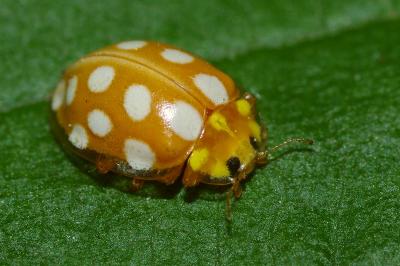 <i>Halyzia sedecimguttata</i>