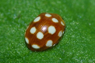 <i>Vibidia duodecimguttata</i>