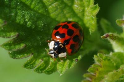 <i>Harmonia axyridis</i>
