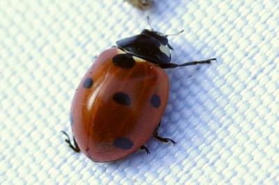 <i>Coccinella septempunctata</i>