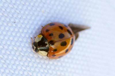 <i>Harmonia axyridis</i>