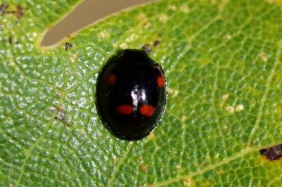 <i>Exochomus quadripustulatus</i>