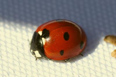 <i>Coccinella septempunctata</i>